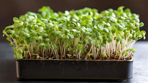 A Beginner S Guide To Growing Microgreens Microgreens Guru