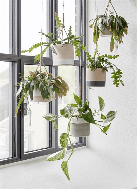 Sensational Hanging Plants In Front Of Windows Small Trailing Artificial