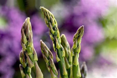 Tout Ce Que Vous Devez Savoir Sur La Cuisson Des Asperges Vertes