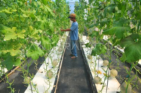 Budi Daya Buah Melon Hidroponik Di Kudus ANTARA Foto