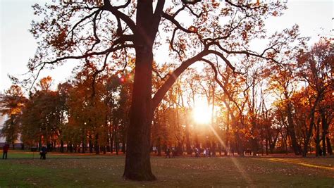 Trees In The Park In The Fall. Boston, MA. Stock Footage Video 2031922 | Shutterstock