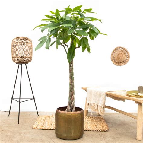 Taking care of Pachira aquatica, Money tree plant - KALLIERGO