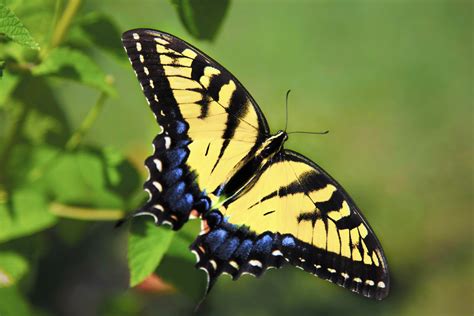 Wallpaper Insect Wildlife Canon Moth D Canon D Macro