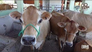 Fazenda Boyacá Jersey Gado Jersey se destacando na pecuária leiteira