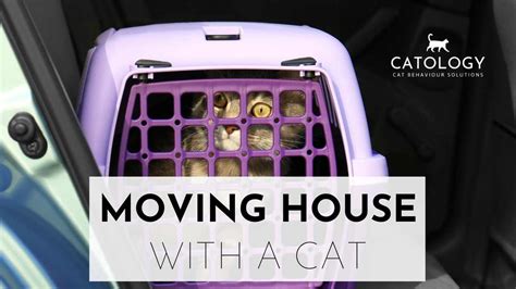 Moving House With a Cat | Catology