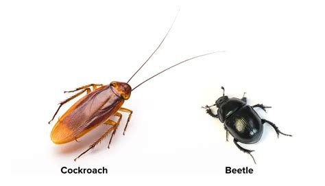 Cockroach Vs Beetle 5 Differences APB