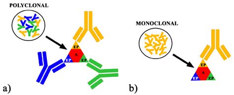 Schematic Representation Of A Polyclonal And B Monoclonal Antibodies Download Scientific