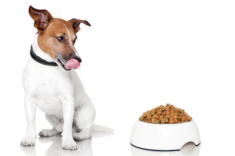 Do Dogs Get Bored Eating The Same Food