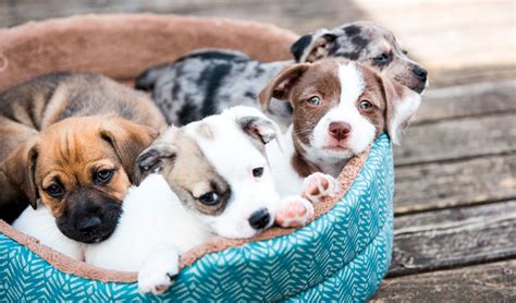 Conoce el tamaño que alcanzará tu perro mestizo con estos consejos