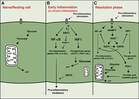 Sirtuin Deacylases A Molecular Link Between Metabolism And Immunity