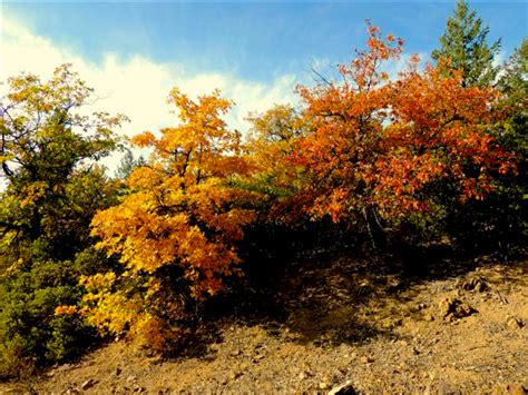 DSCN2130 – California Fall Color