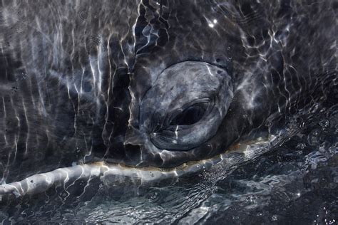 Gray Whale Eye San Ignacio Lagoon Photograph by Hiroya Minakuchi - Fine ...