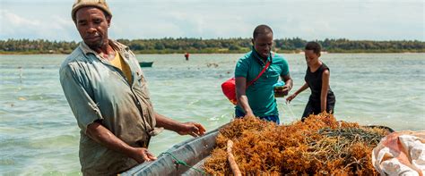 Seaweed farming is untapping ocean’s fortunes – GoGettaz Africa