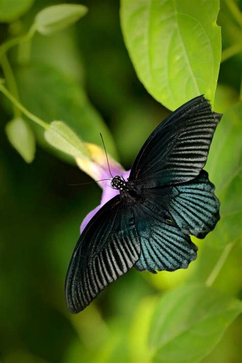 Black Butterfly Meaning And Symbolism Colors Explained