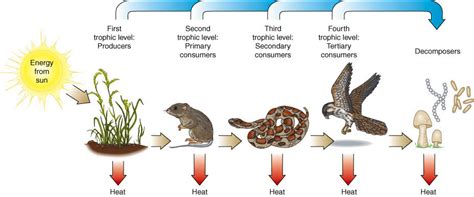 Trophic Levels