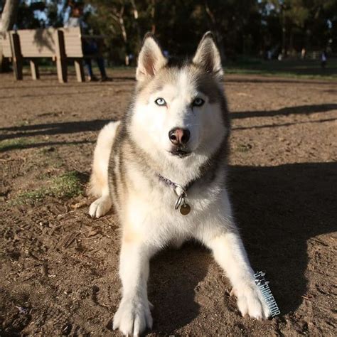 Coconut, Siberian Husky (5 y/o), Grape St. Dog Park "She's a diva."