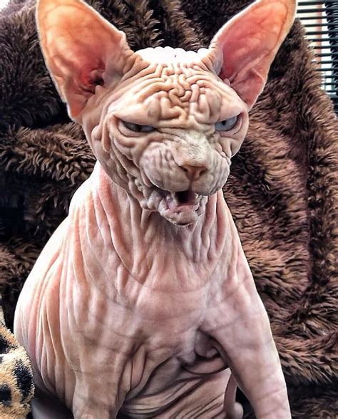 Pin On Sphynx Cats Hairless