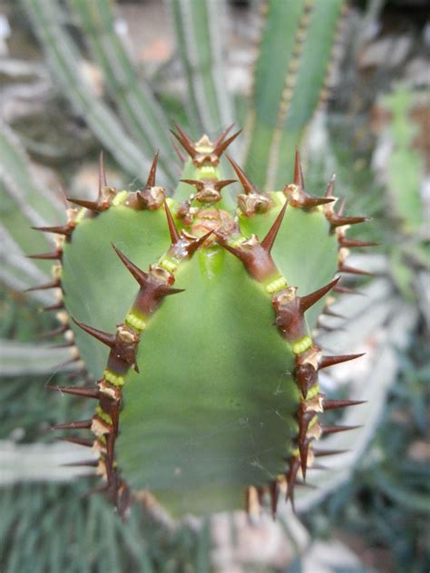 Fotos gratis árbol naturaleza cactus hoja flor paso verde