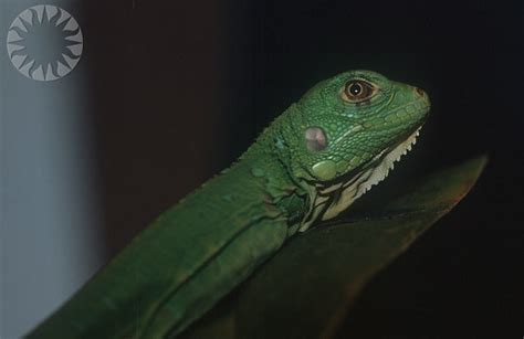 Mutant Green Iguana Si Neg 90 11065 Date Nayoung Mut Flickr