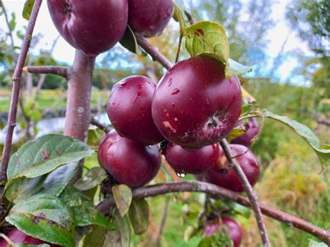 Snoeien Van Fruitbomen En Bessenstruiken Fruitbomen Net