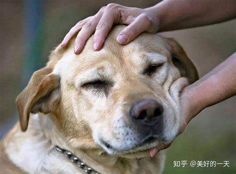 拉布拉多犬有泪痕怎么办几招解决泪痕烦恼 知乎