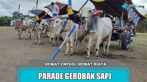 Parade Gerobak Sapi Warisan Budaya Sebagai Daya Tarik Wisata