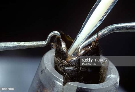 Artificial Insemination Stock Fotos Und Bilder Getty Images