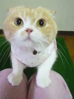 animals funny gif | WiffleGif