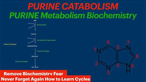 Purine Catabolism Biochemistry Video Uric Acid Youtube