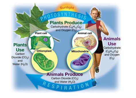 Photosynthesis - Traci Sandoval's Awesome Science