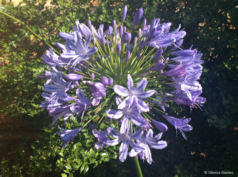 Agapanthus praecox – PLANTBOOK