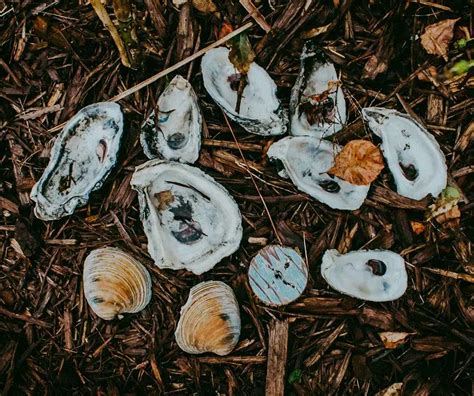 Coquilles D Hu Tres Dans Le Jardin Que Faire Avec