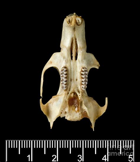 Antillean Giant Rice Rat Skull 10 By Science Photo Library