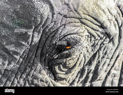 Details of the head of an elephant Stock Photo - Alamy