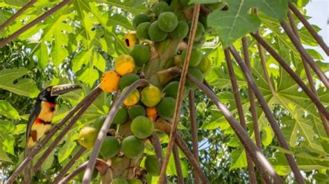 Razón por la que árbol de papaya no da frutos Gastrolab