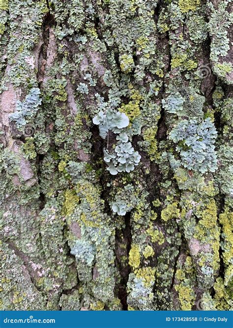 A Photo Of Some Green Moss On A Tree Showing Some Color Stock Photo