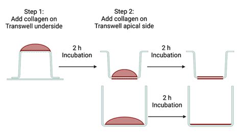 Collagen coating format for Transwell Ò inserts and well Download