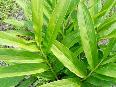 Premium Photo Galangal Or Alpinia Galanga Galangal Tree In The