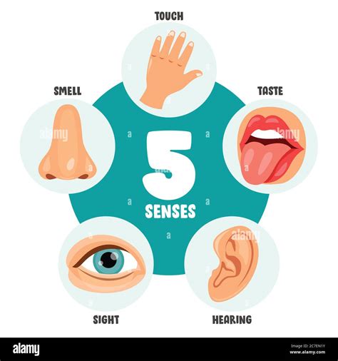 Sensory Organs Nose Smell Eyes Vision Ears Vector Image 51 OFF