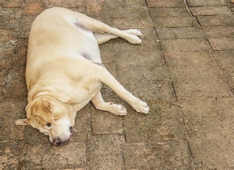 Abdominal Distension In Dogs Symptoms Causes And Treatment