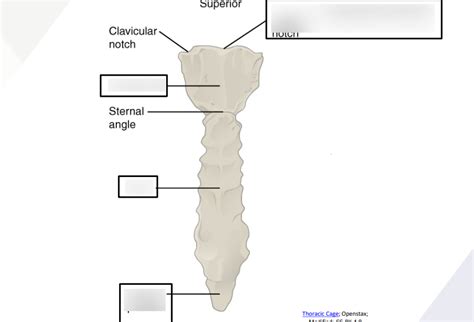 Sternum Diagram | Quizlet