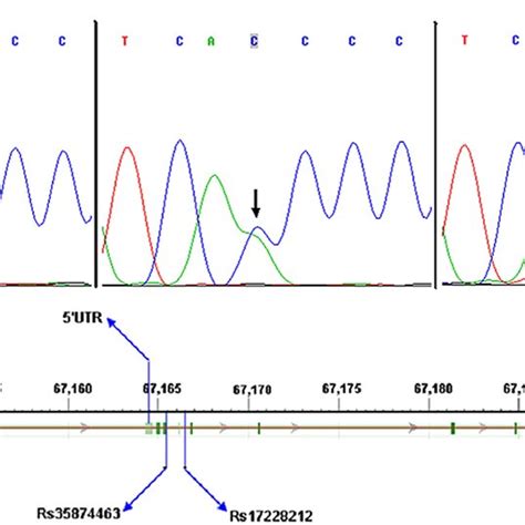 Schematic Diagrams And Dna Sequence Chromatograms A Schematic