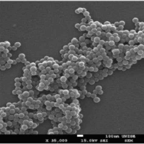 SEM Image Of Polystyrene Nanoplastic In Ultrapure Water Ramirez Et Al