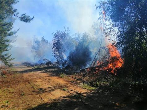 Fuego Consume Casi 20 Hectáreas De Bosque Nativo En Zona De “la Guardia