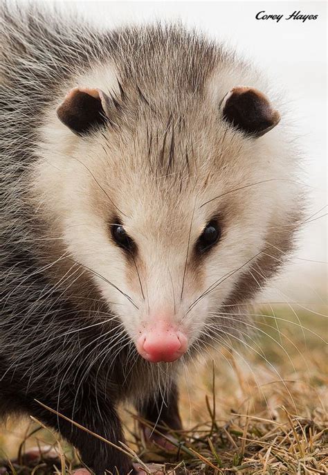 Cute Opossum | Animals Wild