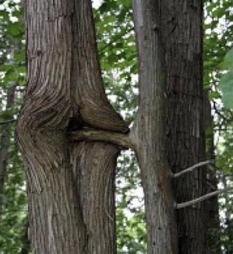 Treesfuckingtrees