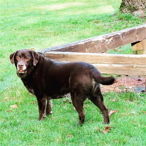 English Chocolate Lab English Chocolate Labrador Retriever Paw Dogs