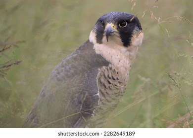 Peregrine Falcon Stoop: Over 141 Royalty-Free Licensable Stock Photos ...