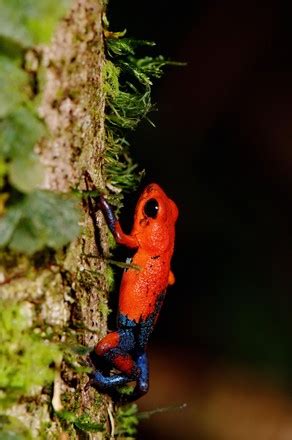 250 Poison Dart Frogs Stock Pictures Editorial Images And Stock Photos