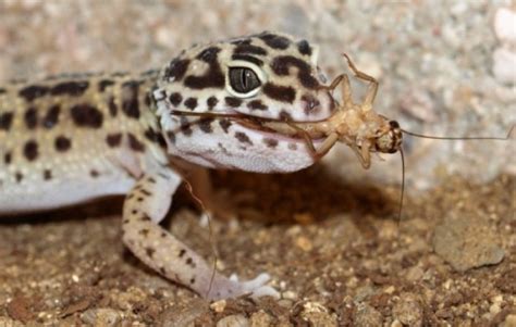 Leopard Gecko Food and Diet - Leopard Gecko Care